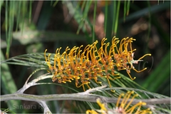 Grevillea pteridifolia